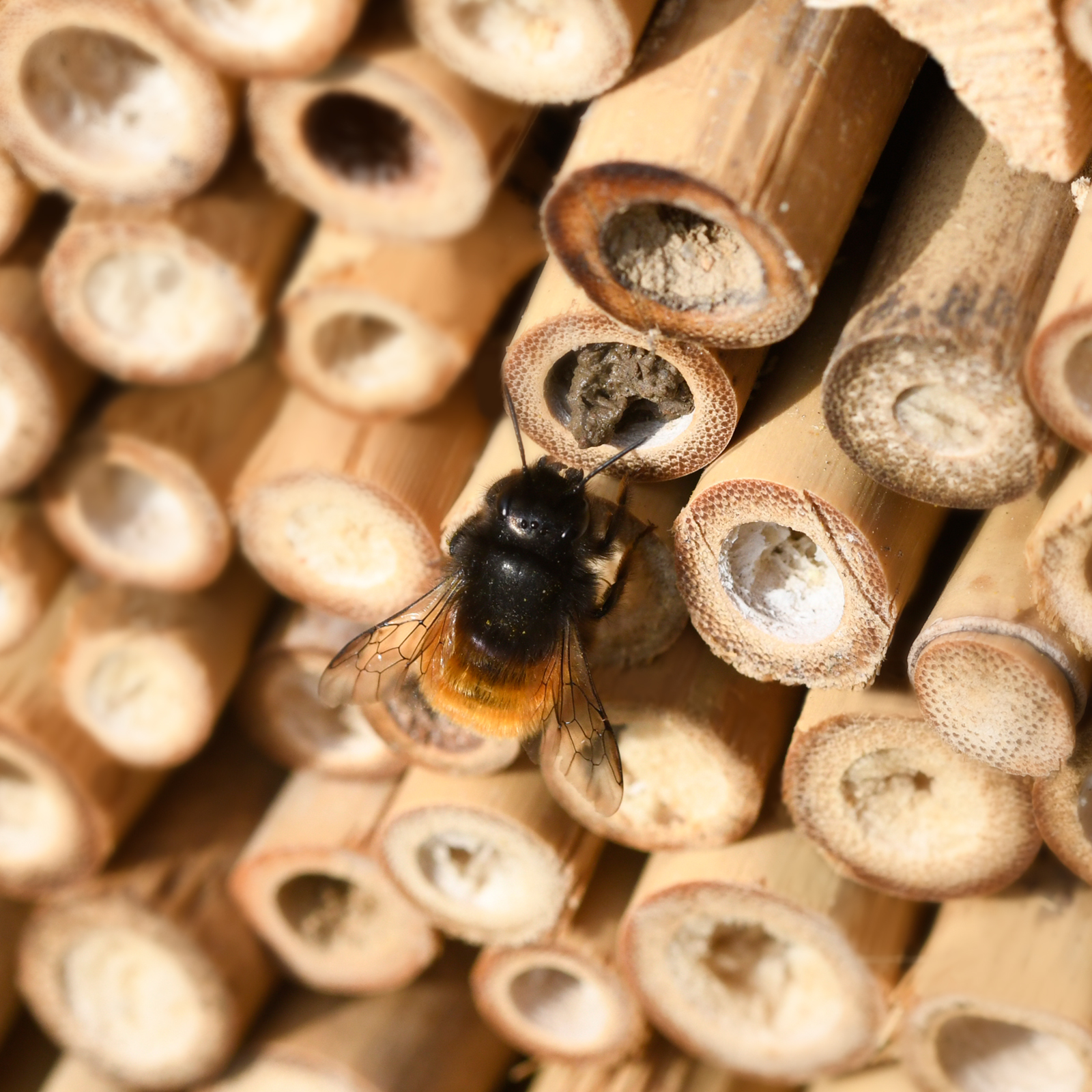 92312-insekten-hotel-quadrat-diy-bambus-biene Sobald die Bienen ihre Eier gelegt haben verschließen sie die Bambusröhren von Außen.