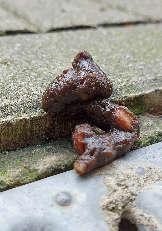 Marderkot auf dem Auto erkennen und entfernen