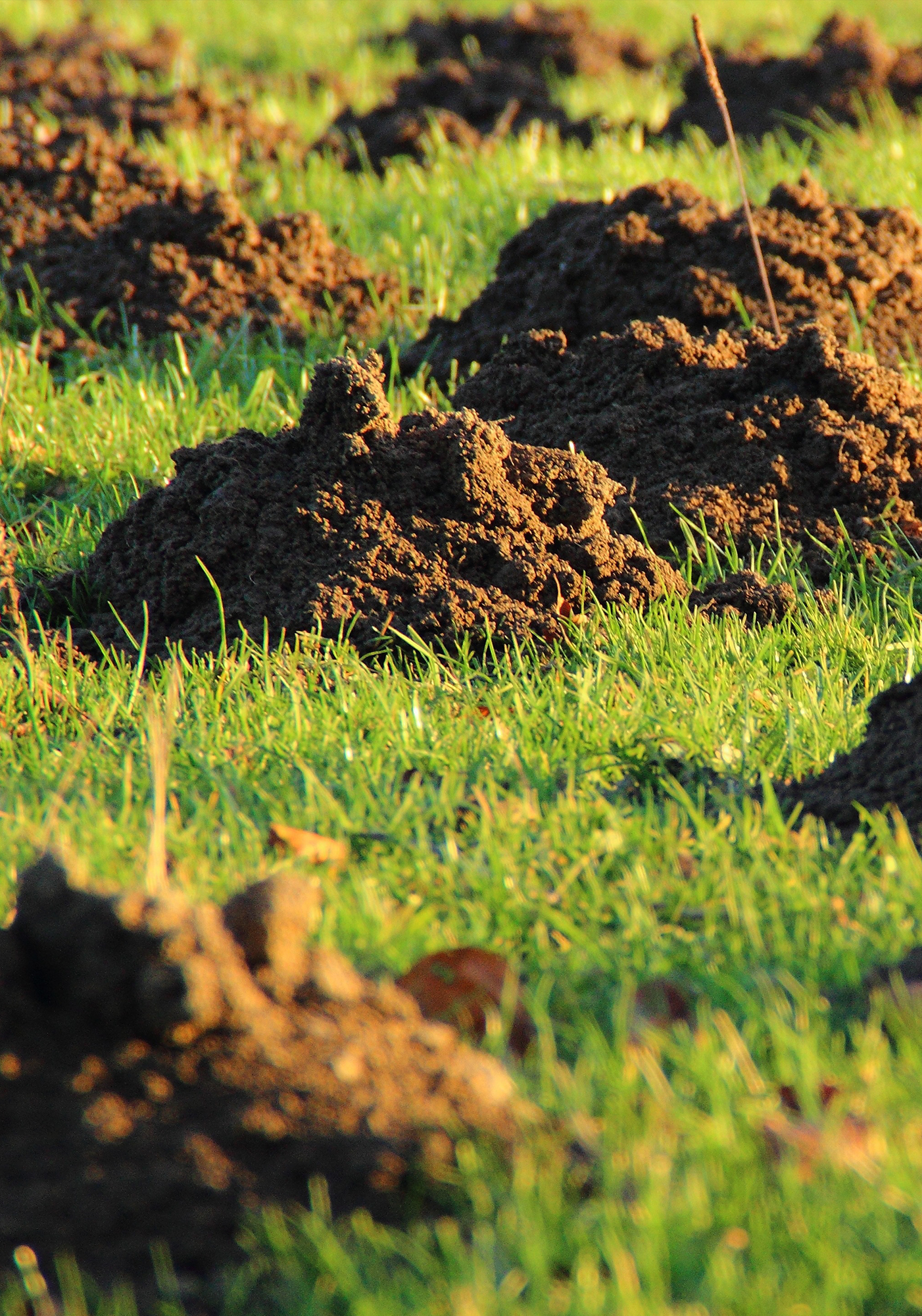 Taupinière dans le jardin