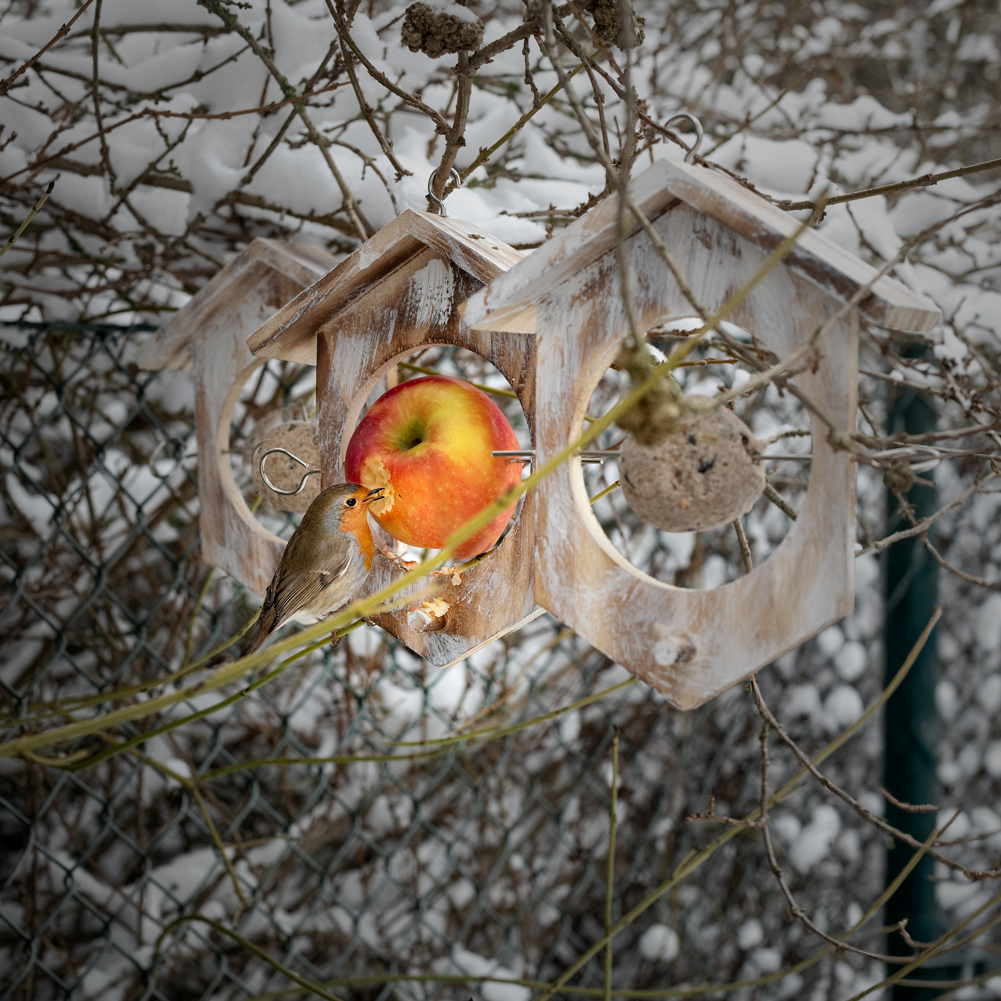 Auch als Meisenknödel-halter einsetzbar