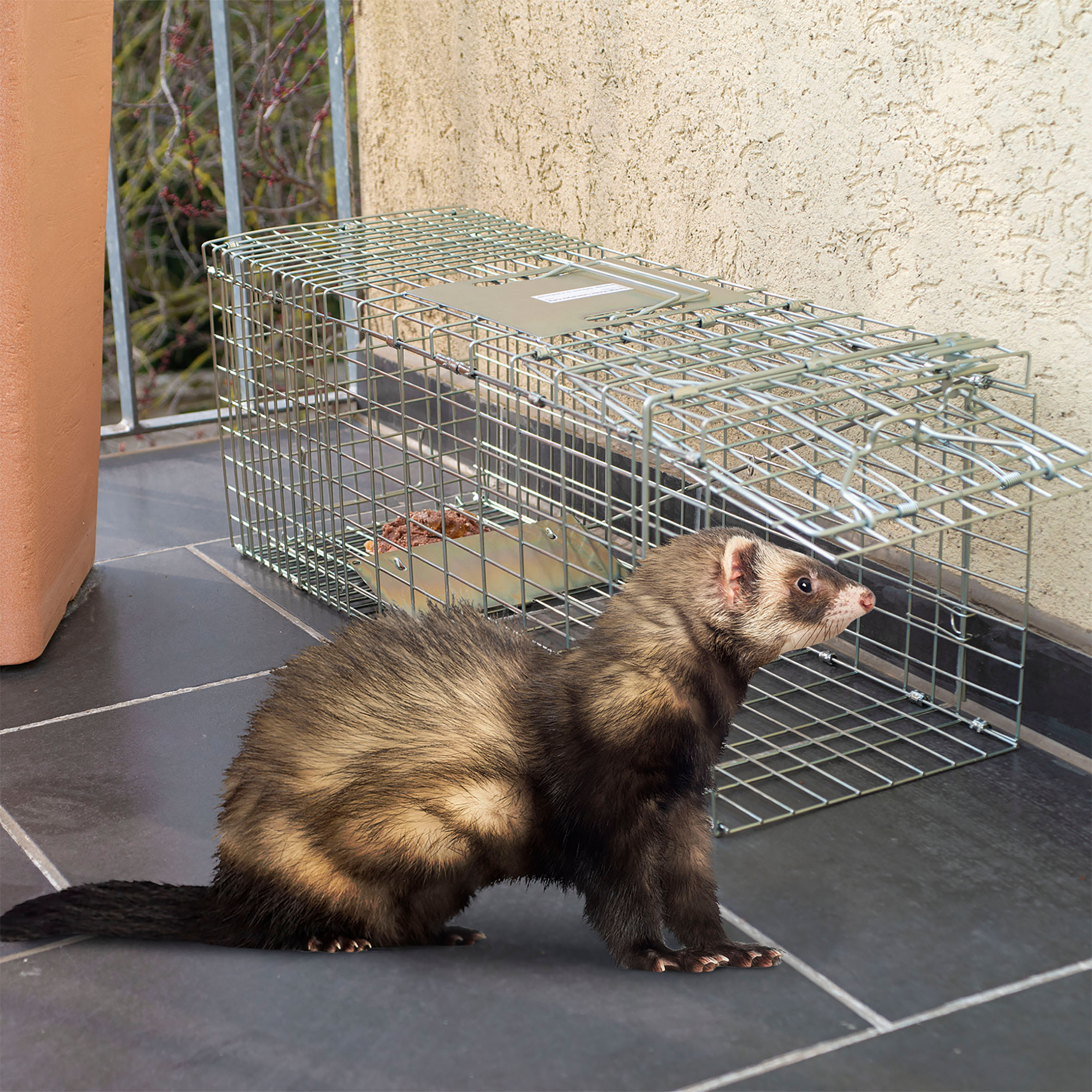 Petigi Tierfalle Lebendfalle für Ratten Marder Lebend Garten