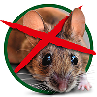 Mausefalle kaufen gegen Mäuse