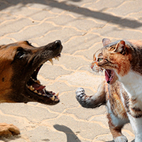 Hundeschreck & Katzenschreck werden zum Vertreiben von Hunden und Katzen eingesetzt